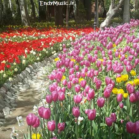 دانلود آهنگ یا مولا دلوم تنگ اومده با صدای زن