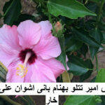 دانلود ریمیکس خار امیر تتلو و بهنام بانی و اشوان و علی یاسینی دانلود ریمیکس خار امیر تتلو و بهنام بانی و اشوان و علی یاسینی