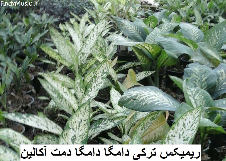 دانلود ریمیکس ترکی دامگا دامگا Damga Damga دمت آکالین