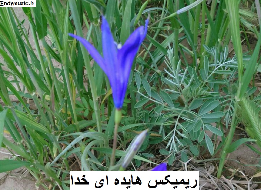 دانلود ریمیکس ای خدا دیگه دنیا واسه من تاریکه هایده دانلود ریمیکس ای خدا دیگه دنیا واسه من تاریکه هایده