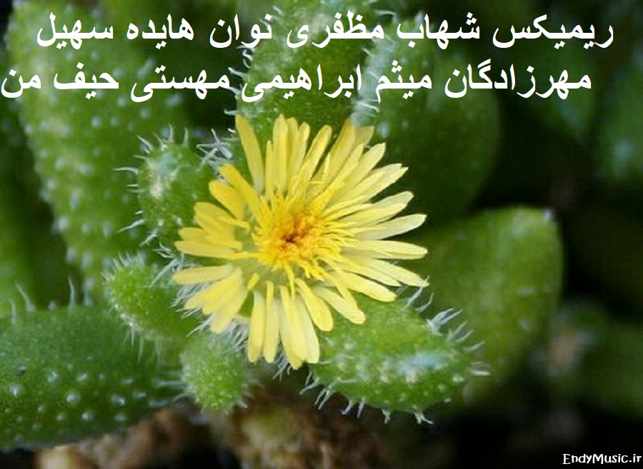 دانلود ریمیکس حیف من شهاب مظفری و نوان و هایده و سهیل مهرزادگان و میثم ابراهیمی و مهستی دانلود ریمیکس حیف من شهاب مظفری و نوان و هایده و سهیل مهرزادگان و میثم ابراهیمی و مهستی